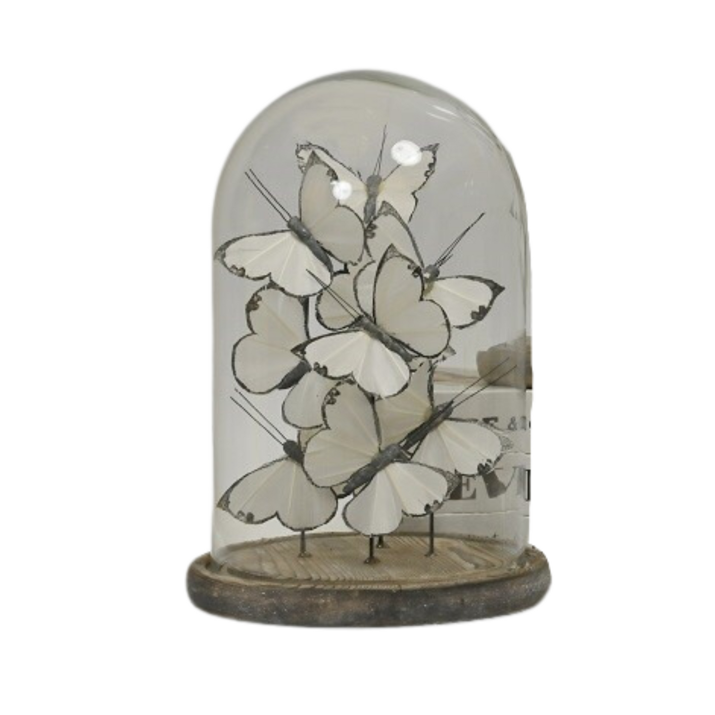 White Butterflies On Small Glass Dome